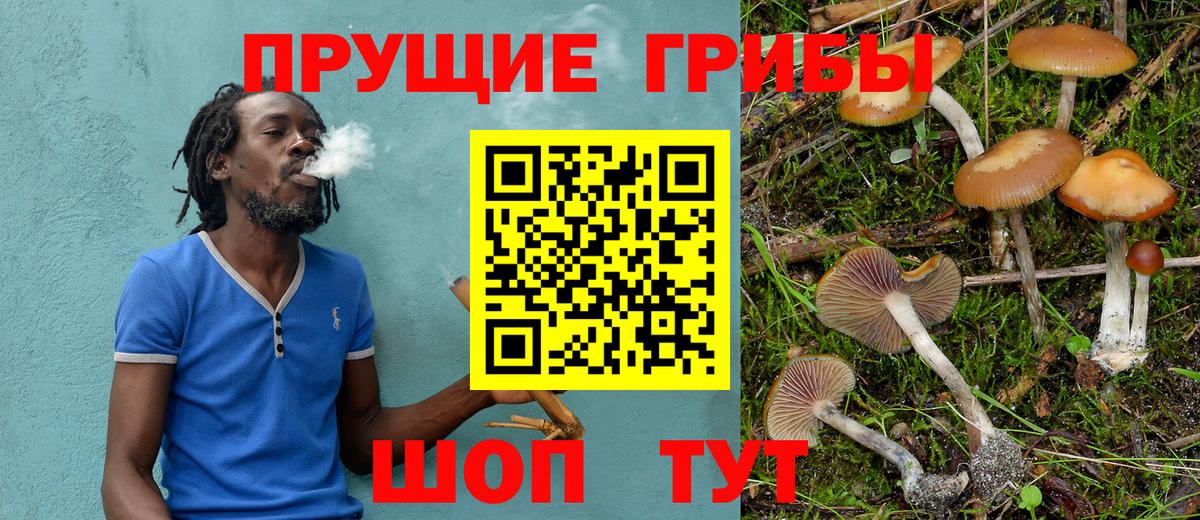 Псилоцибиновые грибы Psilocybine cubensis Павлово